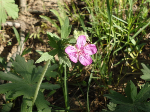 GDMBR: Geranium.